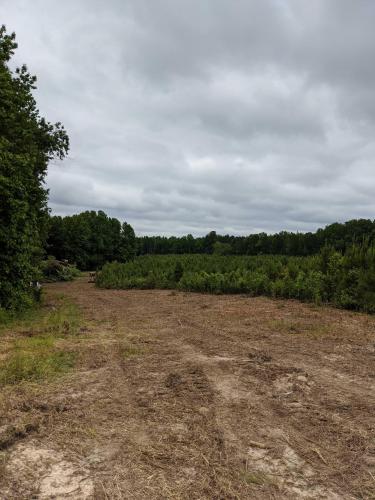 Tree Clearing, Burning, & Grading