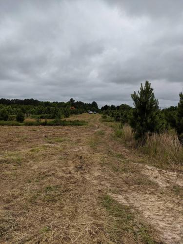Tree Clearing and Burning