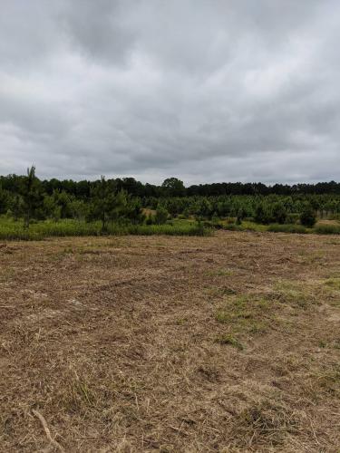 Tree Clearing, Burning, & Grading